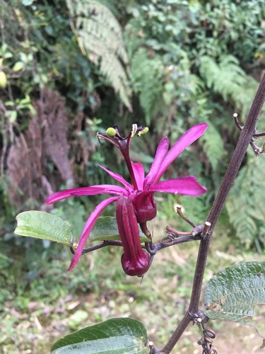 Passiflora azeroana, photograph 4