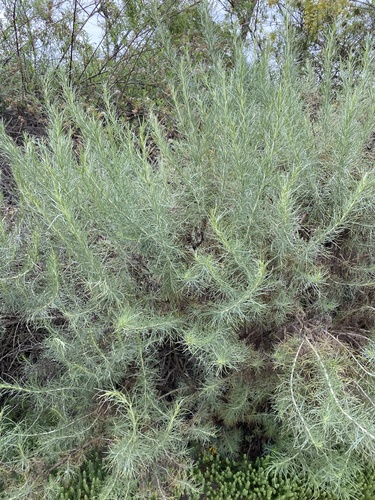 iNaturalist observation photo of California sagebrush