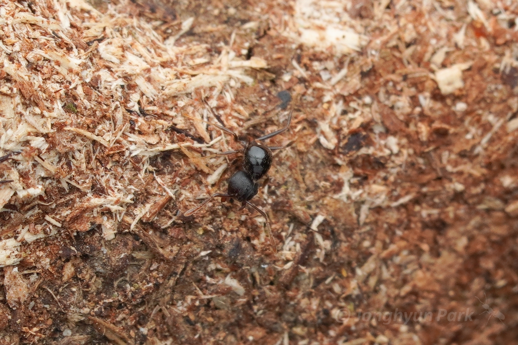 Crematogaster modiglianii