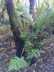 Cyathea dealbata