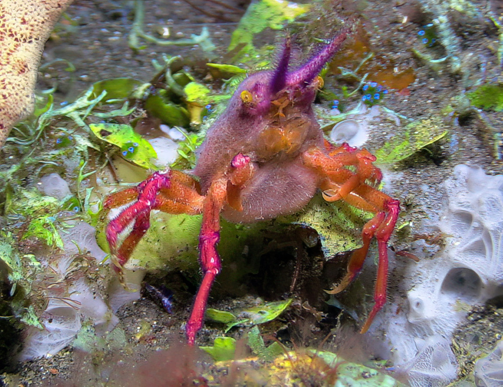 Hyastenus auctus
