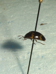 Iphiclus pulcher