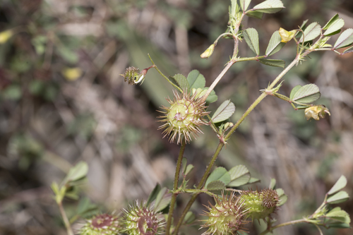 Heyne's Medick (Medicago heyniana)