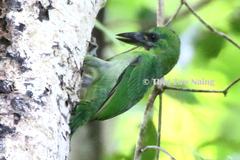 Red-Throated Barbet photo 3