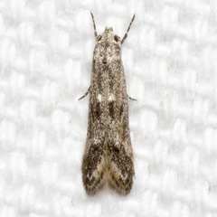 Blastodacna bicristatella