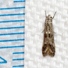 Blastodacna bicristatella