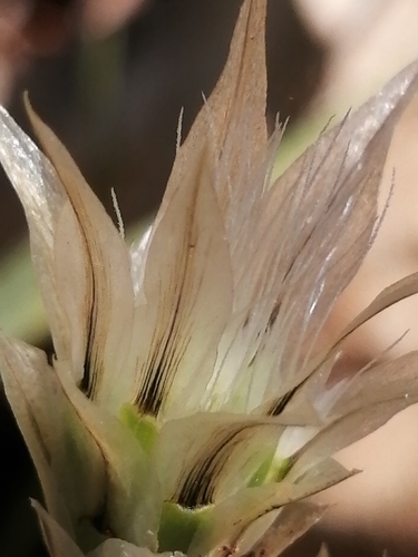 Image of Catananche lutea by no rights reserved