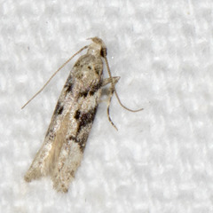 Coleotechnites atrupictella