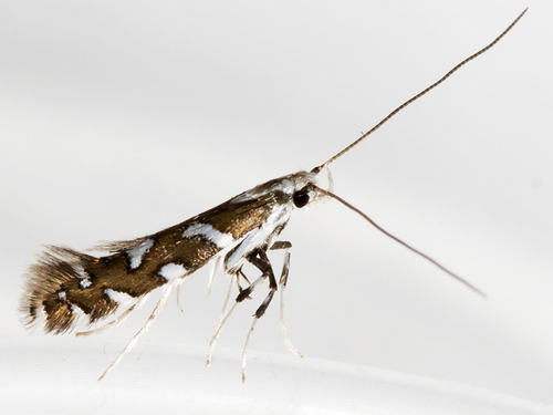 Marbleseed Leafminer