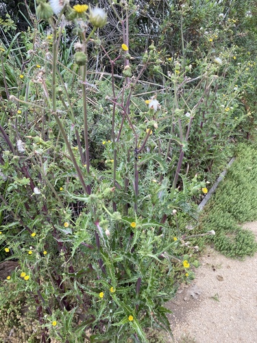 iNaturalist observation photo of prickly sowthistle
