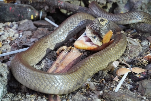 Monocled Cobra