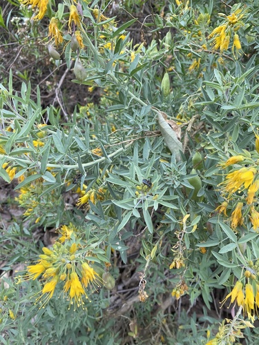 iNaturalist observation photo of Bladderpod