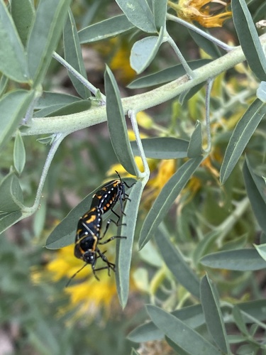 iNaturalist observation photo of Harlequin Bug