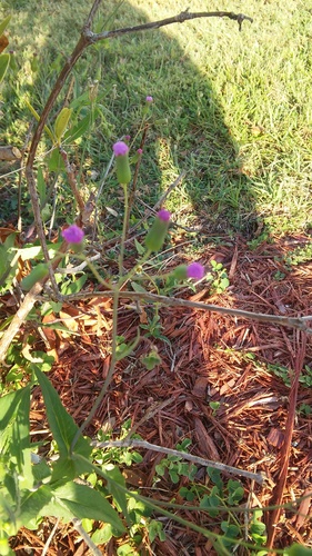 Emilia sonchifolia image
