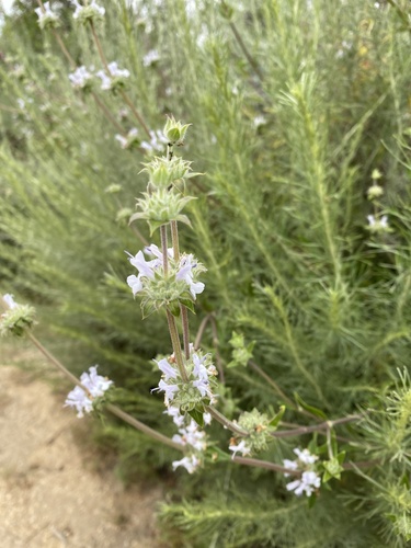 iNaturalist observation photo of black sage