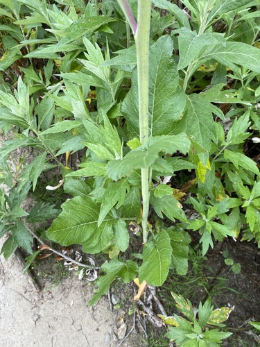 iNaturalist observation photo of field mustard