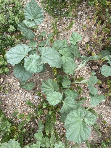 iNaturalist observation photo of alkali mallow