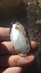 Sagittunio subrostratus