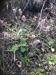 Polygonum spergulariiforme