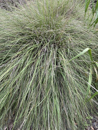 iNaturalist observation photo of deergrass