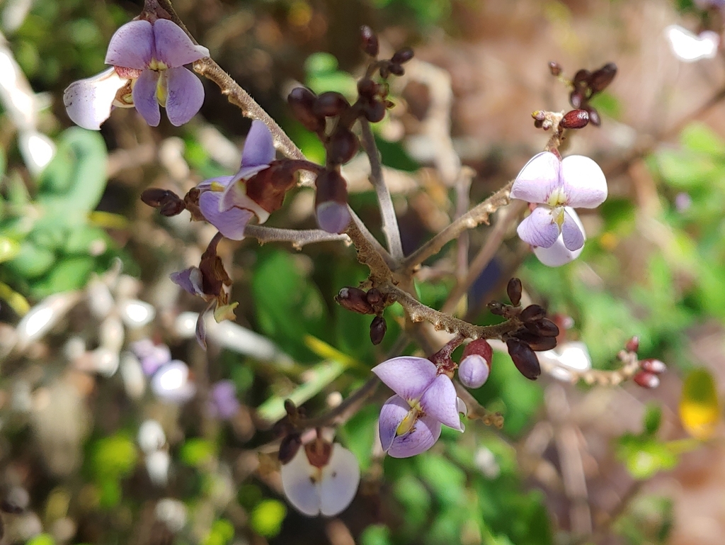 Machaerium lunatum; photograph (c) Kurt Miller, some rights reserved (CC BY-SA)