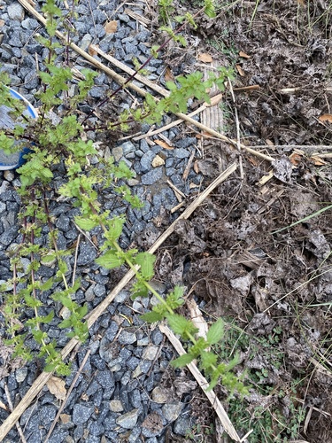 iNaturalist observation photo of Dwarf Nettle