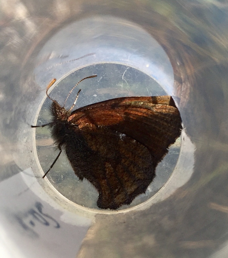 Steremnia misella