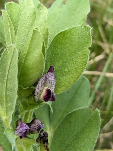 Image of Vicia johannis by (c) Denis Bastianelli, some rights reserved (CC BY)