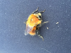 Bombus rubicundus