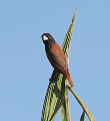 Lonchura atricapilla