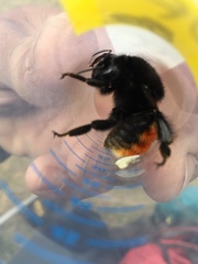 Bombus coccineus
