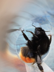 Bombus coccineus