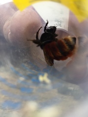 Bombus coccineus