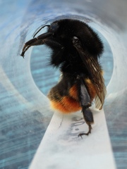 Bombus coccineus