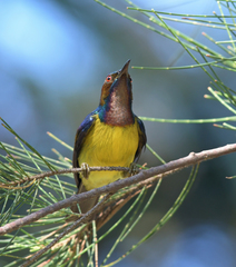 Anthreptes malacensis