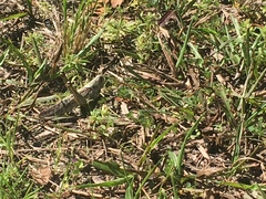 Schistocerca rubiginosa