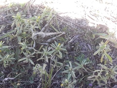 Schistocerca rubiginosa