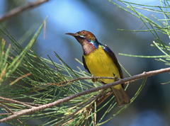 Anthreptes malacensis