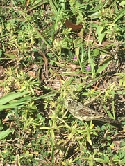 Schistocerca rubiginosa