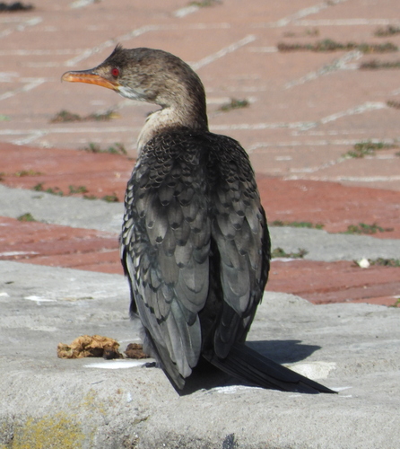 Cormorán africano (Microcarbo africanus)