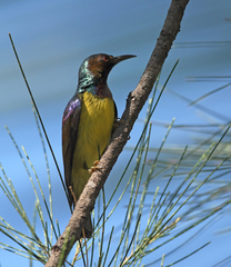 Anthreptes malacensis