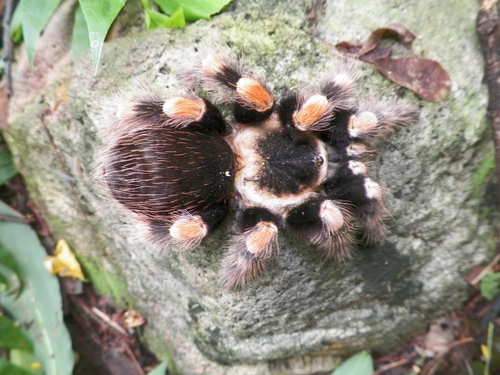 Mexican Redknee Tarantula