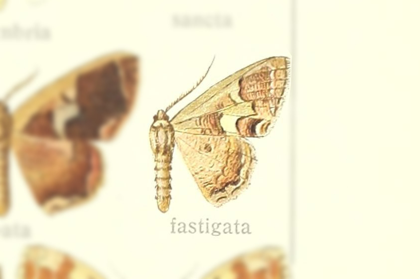 Zythos fastigata