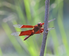 Camacinia gigantea