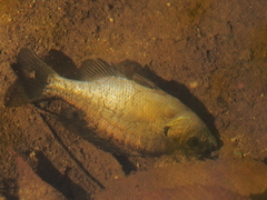 Lepomis macrochirus macrochirus
