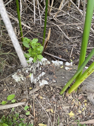 iNaturalist observation photo of splitgill mushroom