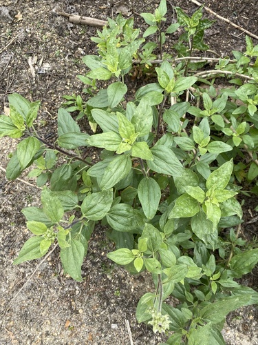 iNaturalist observation photo of California brittlebush