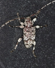 Sternidius wiltii