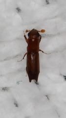 Euplatypus compositus