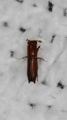 Euplatypus compositus